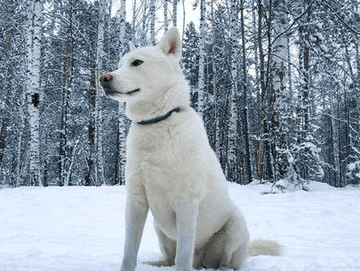 纪州犬价格多少一只