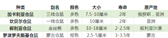 大概是最容易饲养的毛球了！超多品种的仓鼠一篇给你讲完！