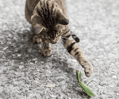 艾草对猫咪有没有害处？